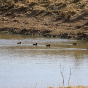 Aythya australis at Gordon, ACT - 14 Jul 2023