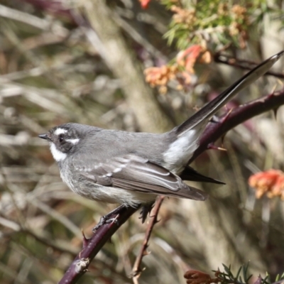 Rhipidura albiscapa (Grey Fantail) at Point Hut to Tharwa - 14 Jul 2023 by RodDeb