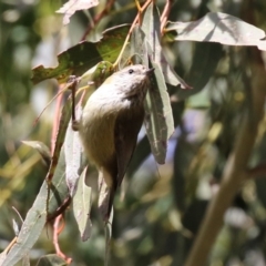 Acanthiza lineata (Striated Thornbill) at Gordon, ACT - 14 Jul 2023 by RodDeb