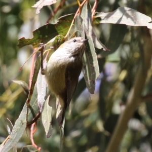 Acanthiza lineata at Gordon, ACT - 14 Jul 2023