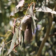 Acanthiza lineata at Gordon, ACT - 14 Jul 2023