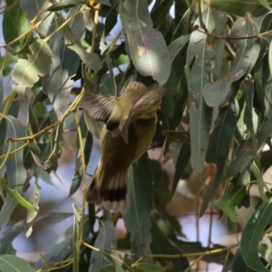 Acanthiza lineata at Gordon, ACT - 14 Jul 2023