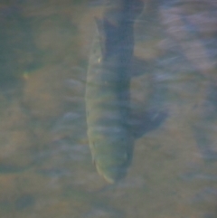 Salmo trutta (Brown Trout) at Charleys Forest, NSW - 14 Jul 2023 by LisaH