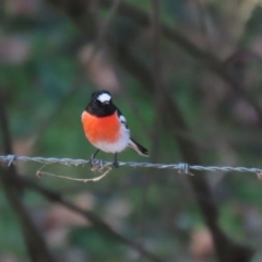 Petroica boodang at Paddys River, ACT - 14 Jul 2023 01:21 PM