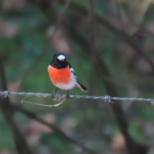 Petroica boodang at Paddys River, ACT - 14 Jul 2023 01:21 PM