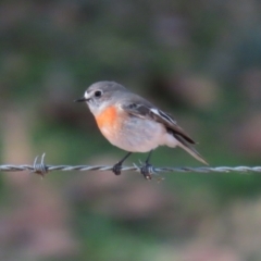 Petroica boodang at Paddys River, ACT - 14 Jul 2023 01:21 PM