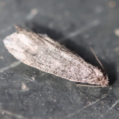 Lepidoscia (genus) ADULT (A Case moth) at Mongarlowe, NSW - 14 Jul 2023 by LisaH