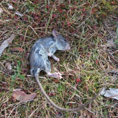 Rattus rattus (Black Rat) at Mongarlowe River - 14 Jul 2023 by LisaH