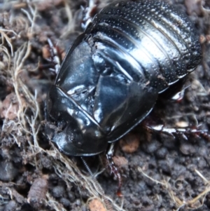 Panesthia australis at Mongarlowe, NSW - 13 Jul 2023