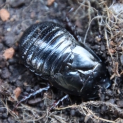 Panesthia australis at Mongarlowe, NSW - 13 Jul 2023