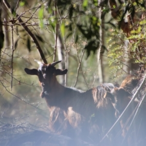 Capra hircus at Mongarlowe, NSW - suppressed