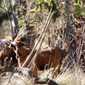 Capra hircus at Mongarlowe, NSW - suppressed