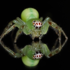 Mopsus mormon (Green Jumping Spider) at Wellington Point, QLD - 6 Jul 2023 by TimL