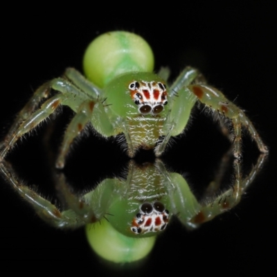 Mopsus mormon (Green Jumping Spider) at Wellington Point, QLD - 6 Jul 2023 by TimL