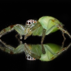 Mopsus mormon at Wellington Point, QLD - suppressed