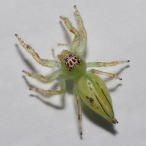 Mopsus mormon at Wellington Point, QLD - suppressed