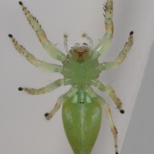 Mopsus mormon at Wellington Point, QLD - suppressed