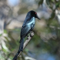 Dicrurus bracteatus (Spangled Drongo) at Capalaba, QLD - 5 Jul 2023 by TimL