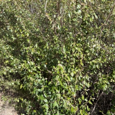 Pomaderris betulina subsp. actensis (Canberra Pomaderris) at Bullen Range - 9 Jul 2023 by dwise