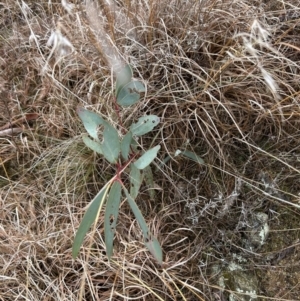 Eucalyptus pauciflora subsp. pauciflora at Paddys River, ACT - 8 Jul 2023