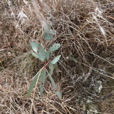 Eucalyptus pauciflora subsp. pauciflora (White Sally, Snow Gum) at Paddys River, ACT - 8 Jul 2023 by dwise