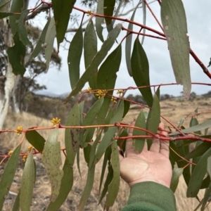 Eucalyptus pauciflora subsp. pauciflora at Paddys River, ACT - 8 Jul 2023