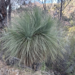 Xanthorrhoea glauca subsp. angustifolia at Paddys River, ACT - 7 Jul 2023