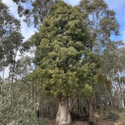 Brachychiton populneus subsp. populneus (Kurrajong) at Paddys River, ACT - 7 Jul 2023 by dwise