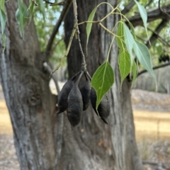 Brachychiton populneus subsp. populneus at Paddys River, ACT - 7 Jul 2023