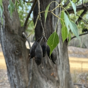 Brachychiton populneus subsp. populneus at Paddys River, ACT - 7 Jul 2023