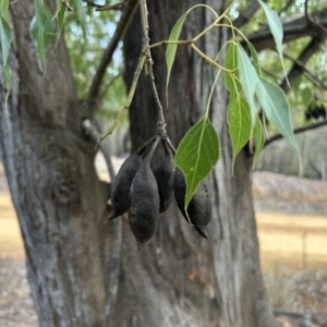 Brachychiton populneus subsp. populneus at Paddys River, ACT - 7 Jul 2023 09:17 AM