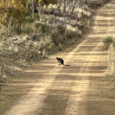 Wallabia bicolor (Swamp Wallaby) at Paddys River, ACT - 6 Jul 2023 by dwise