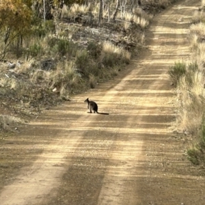 Wallabia bicolor at Paddys River, ACT - 7 Jul 2023