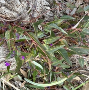 Hardenbergia violacea at Paddys River, ACT - 7 Jul 2023 09:59 AM