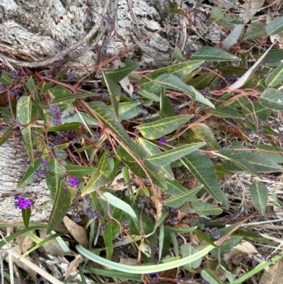 Hardenbergia violacea (False Sarsaparilla) at Bullen Range - 6 Jul 2023 by dwise