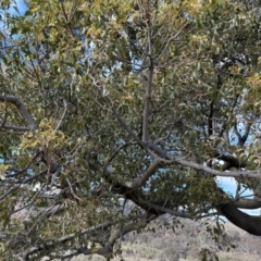 Brachychiton populneus subsp. populneus (Kurrajong) at Paddys River, ACT - 7 Jul 2023 by dwise