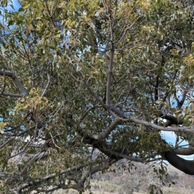 Brachychiton populneus subsp. populneus (Kurrajong) at Paddys River, ACT - 7 Jul 2023 by dwise