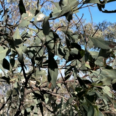 Acacia obliquinervia (Mountain Hickory) at Paddys River, ACT - 7 Jul 2023 by dwise