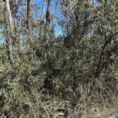 Daviesia mimosoides subsp. mimosoides at Bullen Range - 7 Jul 2023 by dwise