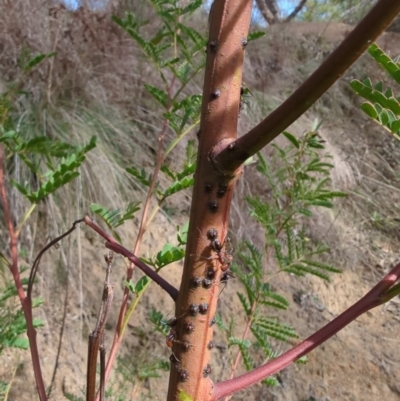 Coccidae sp. (family) (Unidentified coccid scale insect) at Kambah, ACT - 15 Jul 2023 by HelenCross