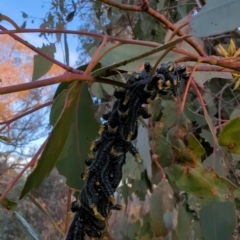 Perga sp. (genus) (Sawfly or Spitfire) at Stromlo, ACT - 14 Jul 2023 by HelenCross