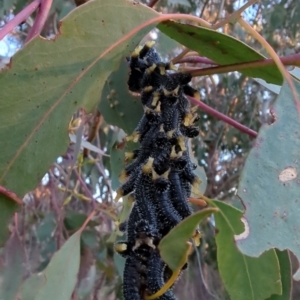 Perga sp. (genus) at Stromlo, ACT - 14 Jul 2023 04:50 PM