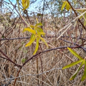 Passiflora caerulea at Garran, ACT - 15 Jul 2023