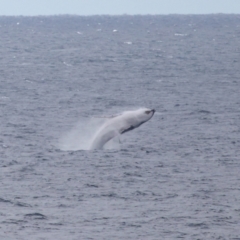 Megaptera novaeangliae (Humpback Whale) at Point Lookout, QLD - 12 Jul 2023 by TimL