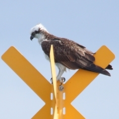 Pandion haliaetus (Osprey) at Dunwich, QLD - 12 Jul 2023 by TimL