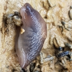 Deroceras sp. (genus) (A Slug or Snail) at Forde, ACT - 15 Jul 2023 by Bioparticles