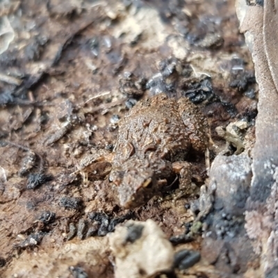 Crinia sp. (genus) (A froglet) at Forde, ACT - 15 Jul 2023 by Bioparticles