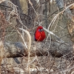 Platycercus elegans (Crimson Rosella) at Mulligans Flat - 15 Jul 2023 by Bioparticles