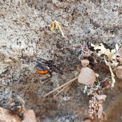 Latrodectus hasselti (Redback Spider) at Forde, ACT - 15 Jul 2023 by Bioparticles