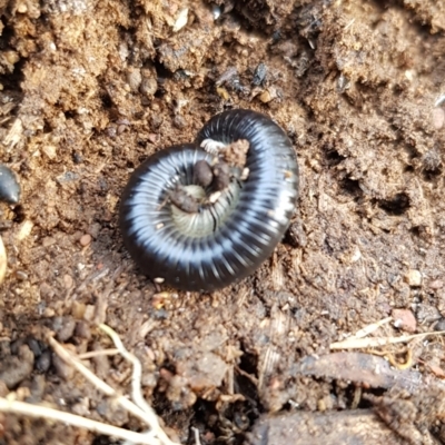 Diplopoda (class) (Unidentified millipede) at Forde, ACT - 15 Jul 2023 by Bioparticles